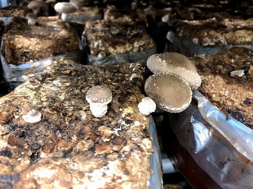 菌床しいたけ 菌床栽培椎茸を買ってしいたけ昆布を炊きました 松葉博雄の社長研究室
