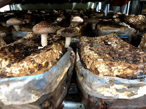 菌床しいたけ 菌床栽培椎茸を買ってしいたけ昆布を炊きました 松葉博雄の社長研究室