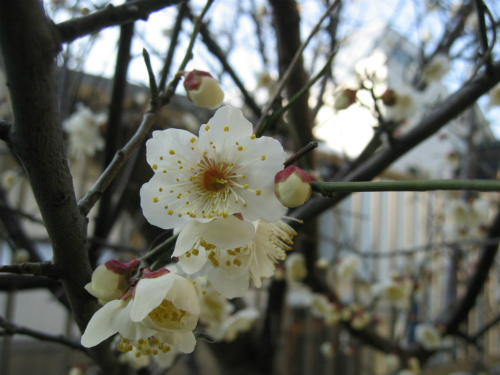 神戸市灘区の梅の花