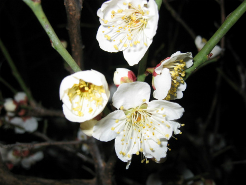 神戸市灘区の梅の花