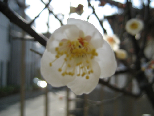 一輪一輪が、なんと可愛い咲き方をする梅の花