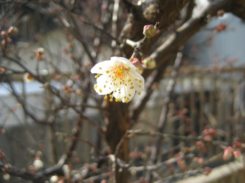一輪一輪が、なんと可愛い咲き方をする梅の花