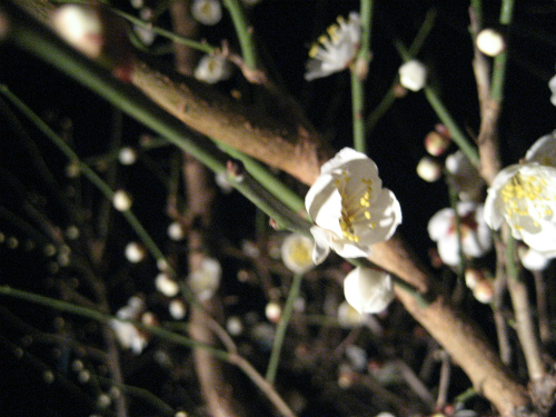 闇夜にパッと浮かんできた梅の花