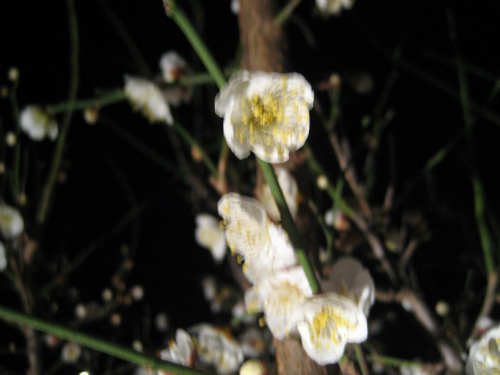 夜の梅の花