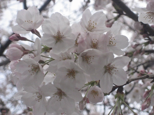 ご近所の桜が、4月になって開花しました
