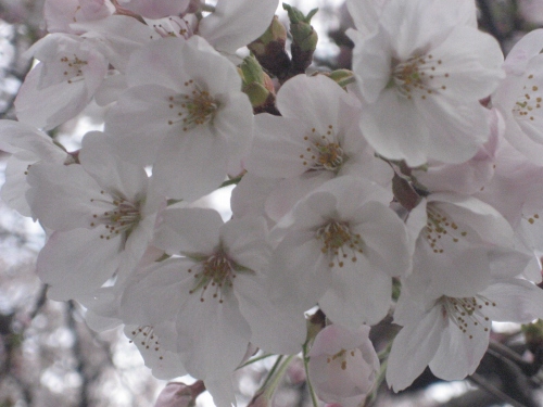 ご近所の桜が、4月になって開花しました