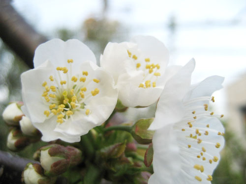 サクランボの実る「ナポレアン」の桜