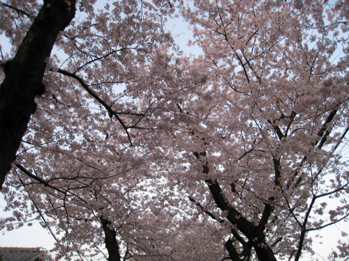摩耶の「桜のトンネル」