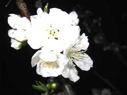 サクランボの花「ナポレオン」
