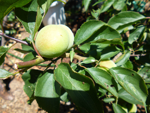 梅の木にカイガラムシ 梅の養分を吸い取って 梅の実が出来ることを阻害しています 松葉博雄の社長研究室