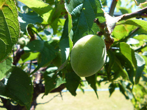 梅の木にカイガラムシ 梅の養分を吸い取って 梅の実が出来ることを阻害しています 松葉博雄の社長研究室
