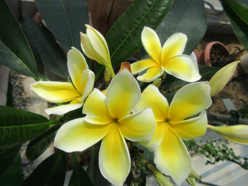 プルメリアの花言葉は 気品 恵まれた人 日だまり 内気な乙女 です 淡路島のアルミ温室でプルメリアが咲き続けています 松葉博雄の社長研究室