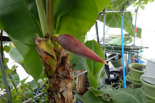 鉢植えバナナの木に バナナの実になる 房が付きました 寒さに向かって バナナは堪えられるか 心配です 松葉博雄の社長研究室