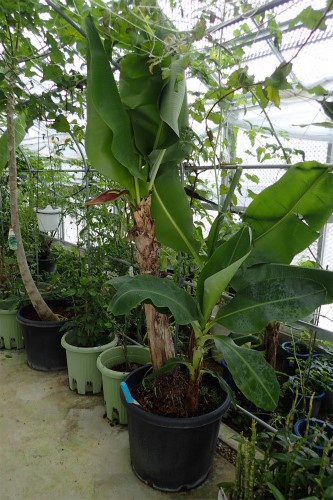 鉢植えバナナの木に バナナの実になる 房が付きました 寒さに向かって バナナは堪えられるか 心配です 松葉博雄の社長研究室