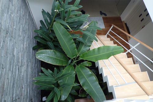 沖縄の月桃 ゲットウ を 淡路市の室内の坪庭とアルミ温室で育てています 松葉博雄の社長研究室