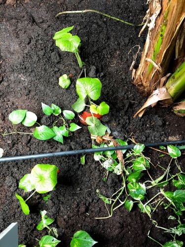 日本人はわさびが好き 私もわさびを わさびの地植えをします 松葉博雄の社長研究室