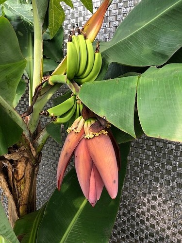 なんと嬉しいことか 淡路島の鉢植えのバナナに実がついて バナナの収穫 沖縄の島バナナを自宅温室で育てる 松葉博雄の社長研究室