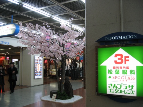 神戸三宮さんプラザ地下に咲く桜の樹
