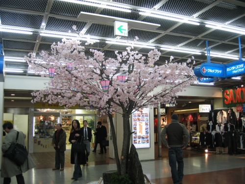 神戸三宮さんプラザ地下に咲く桜の樹