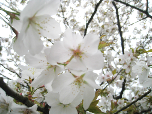 裏山の桜