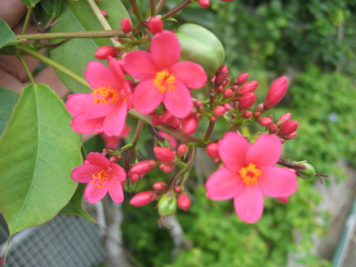 沖縄の花
