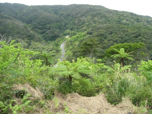 沖縄の恩納村は、今新緑のシーズン