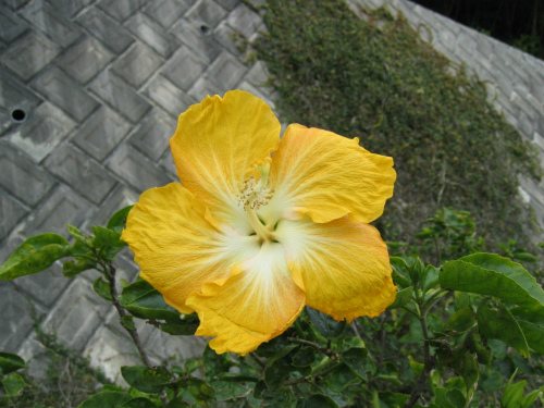 沖縄・山原（やんばる）の花