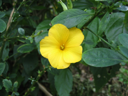 沖縄・山原（やんばる）の花