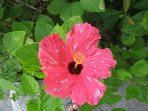 沖縄恩納村に咲く花：ハイビスカス