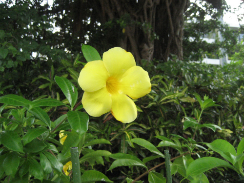 沖縄恩納村に咲く花：プルメリア