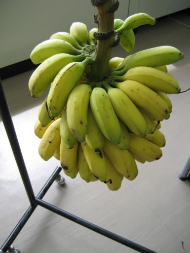 沖縄のバナナ