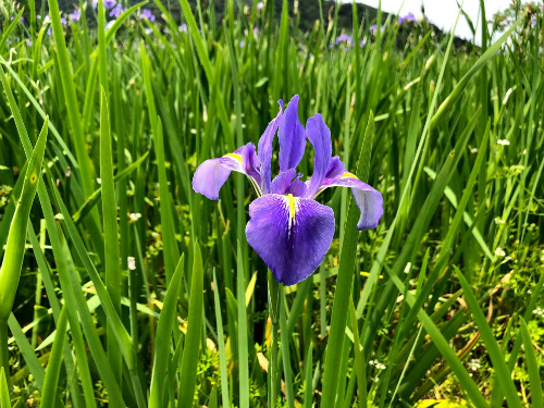 沖縄大宜味村喜如嘉の水田に オクラレルカの花が咲いています 3月下旬から4月中旬頃が見頃 松葉博雄の社長研究室