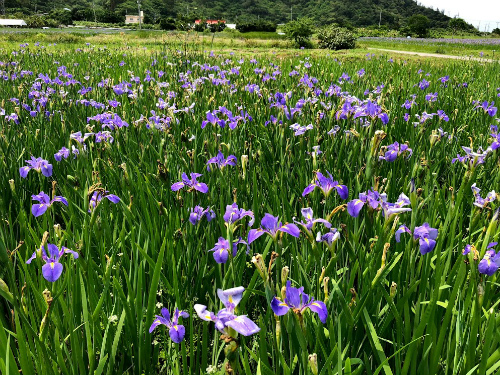 沖縄大宜味村喜如嘉の水田に オクラレルカの花が咲いています 3月下旬から4月中旬頃が見頃 松葉博雄の社長研究室