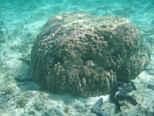 瀬底島ビーチの珊瑚