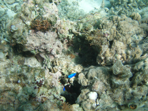 瀬底島ビーチの珊瑚