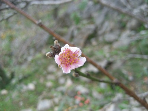 僅かにほころび始めた桜