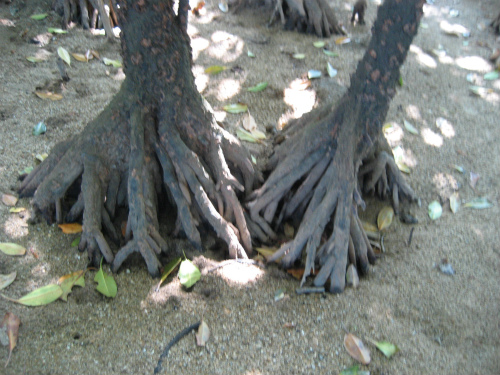 マングローブの根っこは、タコの足のように、四方に広がっています