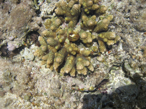 テーブル珊瑚の新しい芽が出ていることが、確認できました