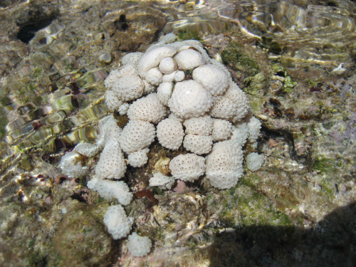 白い柔らかい珊瑚もいっぱい見えています