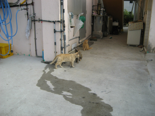 松田鮮魚店の前には、相変わらずネコが何匹もいます