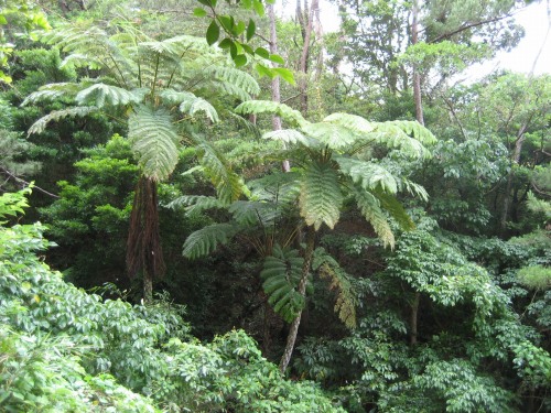温室の中の熱帯植物園のような南国の樹木