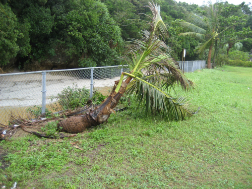 椰子の実が台風の雨と風で落ちてしまったようです