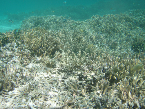 潮の引きが大きくて、珊瑚に体が当たるほど、浅瀬になってしまっています