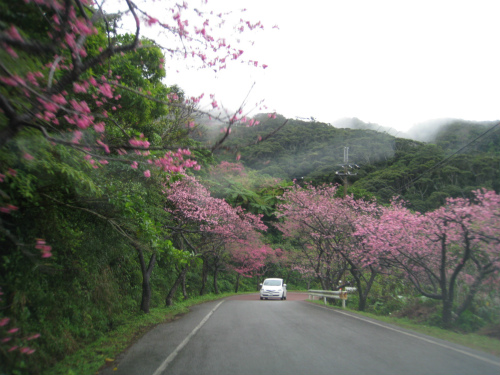 八重岳の緋寒桜