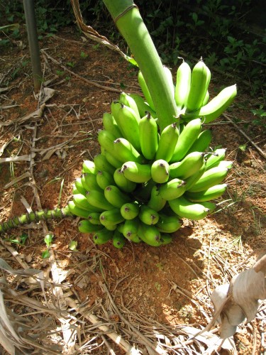 松田正さんのお友達の畑のバナナ