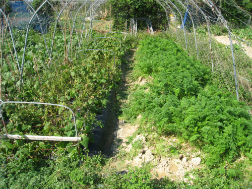マルチビニールで地熱を温めて、野菜の促成栽培をしている畑