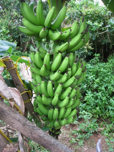山城興善さんの畑でバナナの収穫