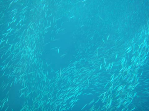 松葉博雄のいい写真撮りたいな：「たくさんの魚」