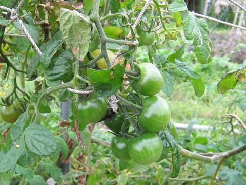 松葉博雄のいい写真撮りたいな：「沖縄県恩納村の家庭菜園に実るミニトマト」