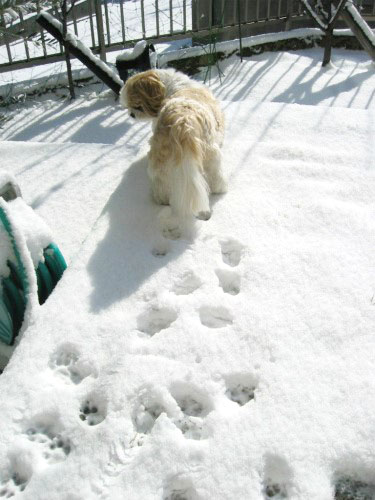 雪の上にりんりんの足跡